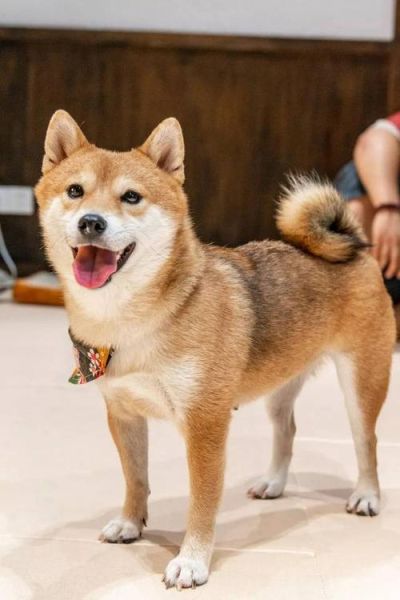 豆柴犬(豆柴真的值得吗)