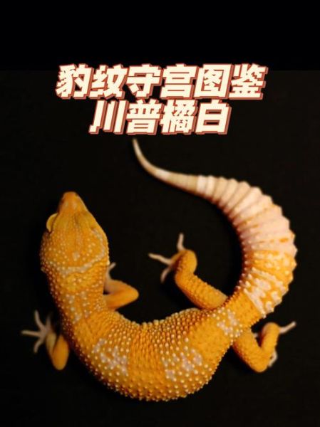 豹猫守宫(它到底是怎么养的)