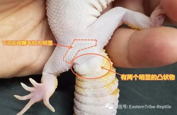豹猫守宫(它到底是怎么养的)