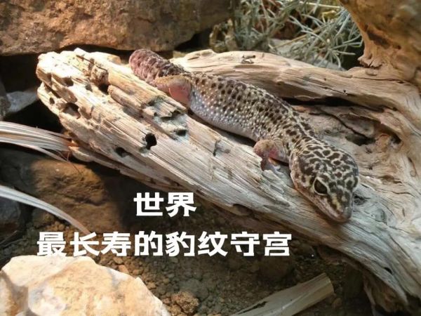 豹纹守宫蜥蜴(它们是爬行宠物界的老寿星吗)