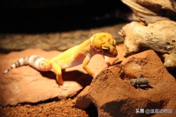 豹纹守宫蜥蜴(它们是爬行宠物界的老寿星吗)
