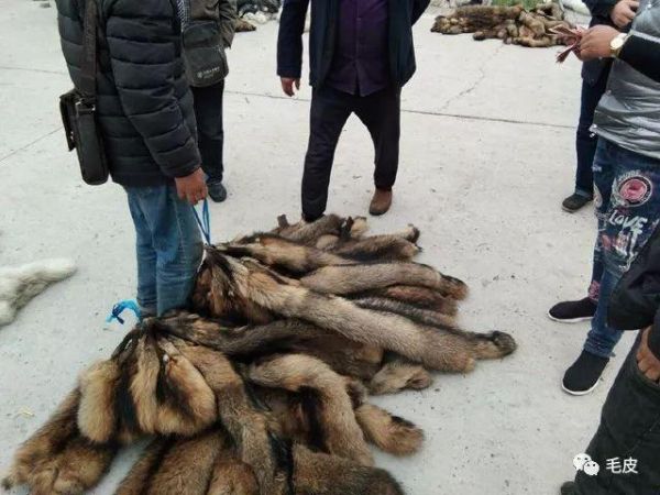 貉子行情(怎么才能卖出好价钱)