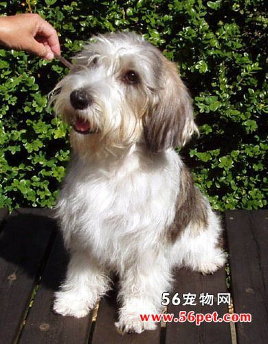 贝吉格里芬凡丁犬( 它们能胜任猎犬工作吗)