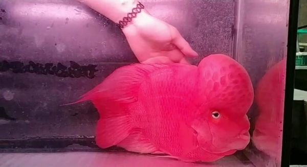 财神鱼(真的能旺财吗)