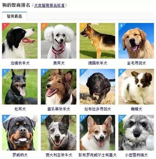 购买宠物狗(你是想要一只纯种狗还是一只混血狗)