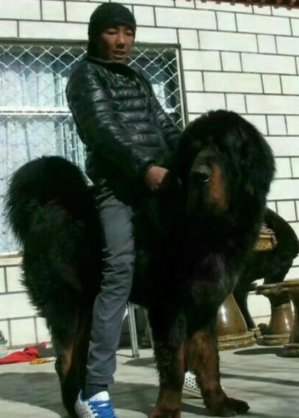 购买藏獒(真的能看家护院吗)