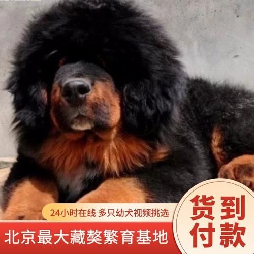 购买藏獒(真的能看家护院吗)