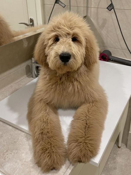 贵妇人犬(养它是不是很贵)