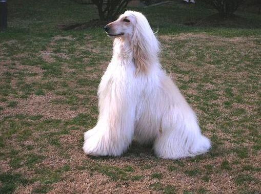 贵妇人犬图片(它们容易生病吗)