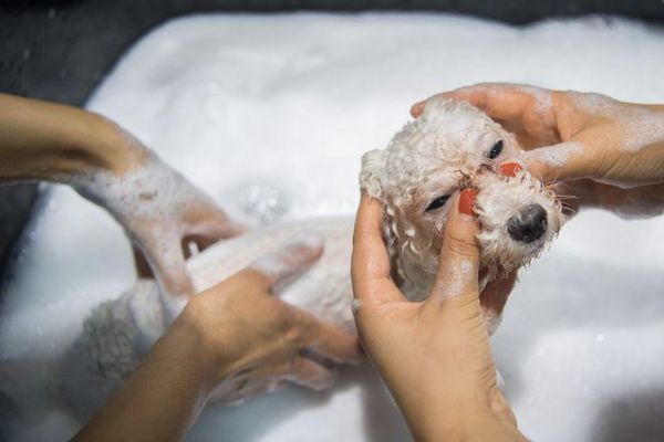 贵妇犬(每天都要洗澡吗)