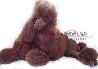 贵妇犬图片(到底是卷毛还是直毛)
