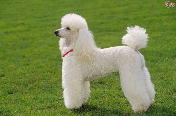贵妇犬多少钱(便宜的贵宾犬靠谱吗)