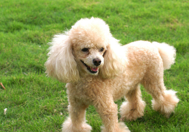 贵妇犬多少钱(便宜的贵宾犬靠谱吗)
