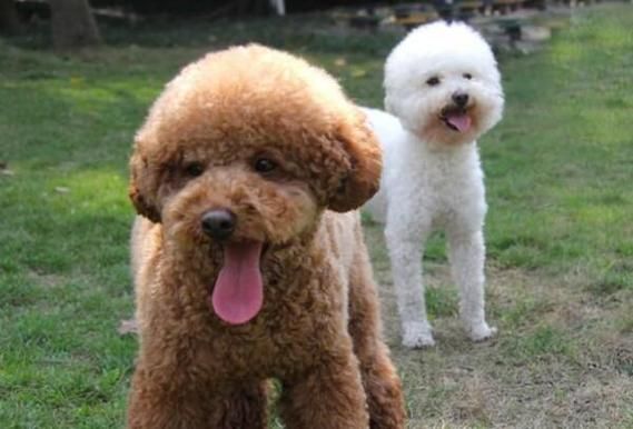 贵宾和泰迪的区别(都是法国国犬吗)