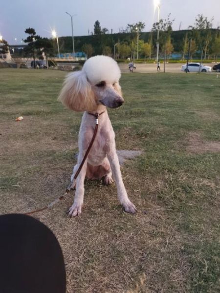 贵宾犬价格(贵宾犬的价格和体型有关吗)