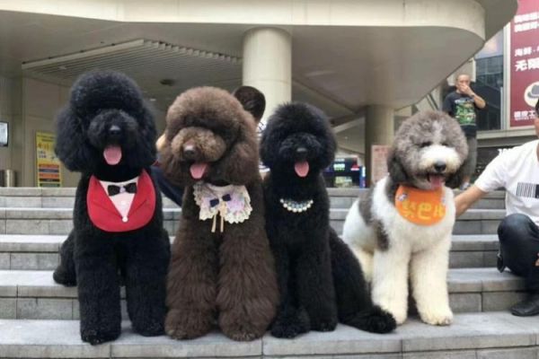 贵宾犬和泰迪的区别(到底哪一个是哪一个呢)