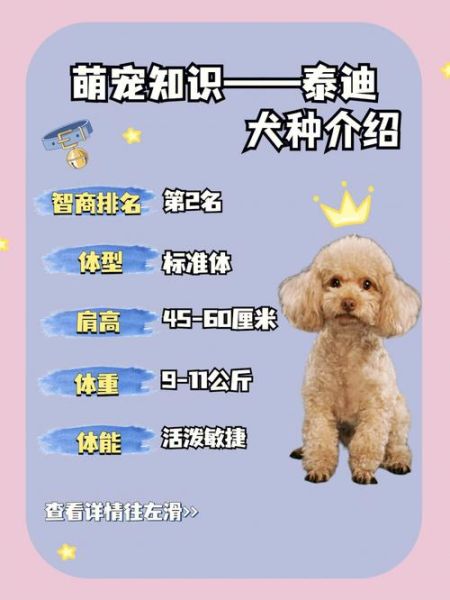 贵宾犬和泰迪的区别(到底哪一个是哪一个呢)