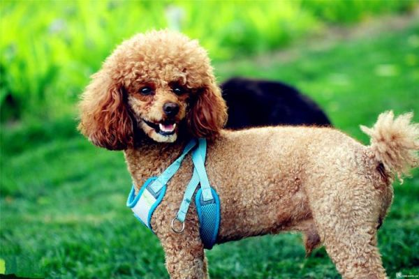 贵宾犬图片( 哪张最能让你心动呢)