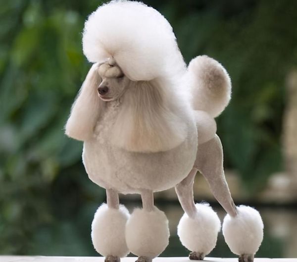贵宾犬图片( 哪张最能让你心动呢)