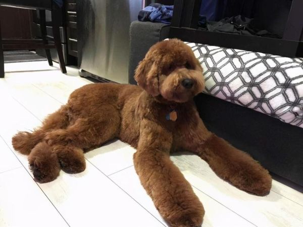 贵宾犬多少钱一只(什么样的贵宾犬最值得买)