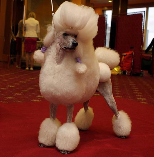 贵宾犬好养吗( 它们的性格真的像传说中那么温顺吗)