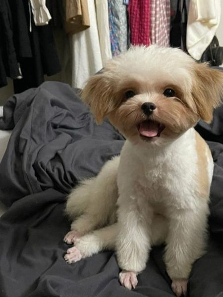 贵宾犬好养吗( 它们的性格真的像传说中那么温顺吗)