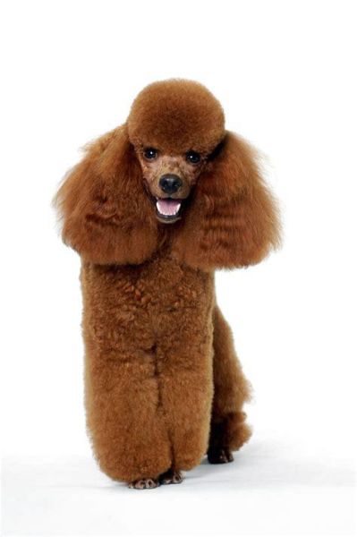 贵宾犬的价格(怎么才能买到价格合适的)