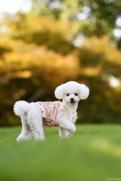 贵宾犬的图片(你觉得哪种贵宾犬最适合你)