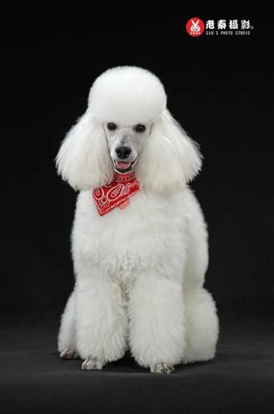贵宾犬的造型(是贵妇的象征)