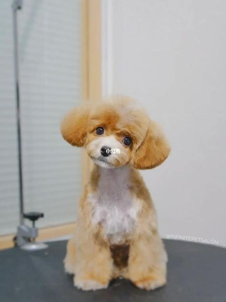 贵宾犬美容(怎样才能剪出漂亮造型)