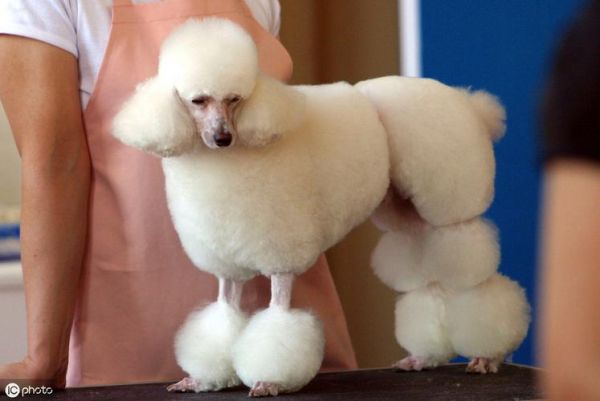 贵宾犬美容(怎样才能剪出漂亮造型)