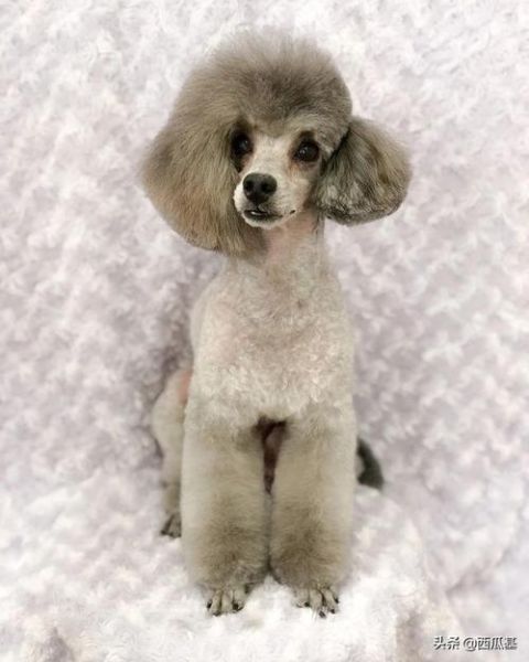 贵宾犬美容造型图片( 你家贵宾犬美容后是什么造型呢)