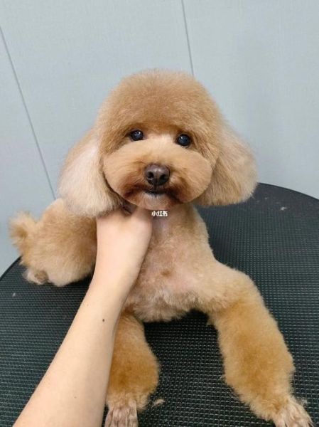 贵宾犬美容造型图片( 你家贵宾犬美容后是什么造型呢)