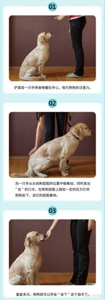 贵宾犬训练(怎么做才能事半功倍)