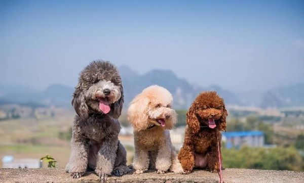 贵宾犬论坛(你遇到的问题这里都有)