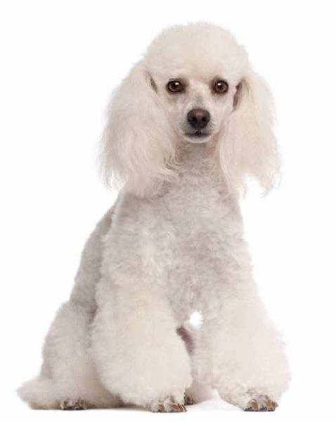 贵宾犬造型图片( 哪款最适合冬天)