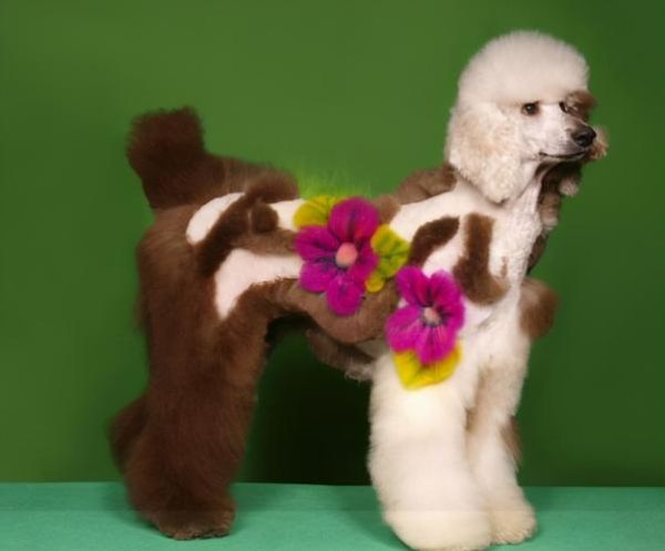 贵宾犬造型图片( 哪款最适合冬天)