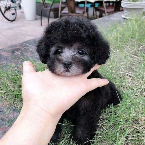 贵宾狗多少钱(贵宾狗多少钱一只)