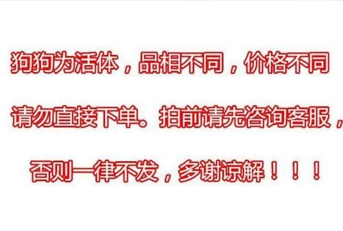 贵宾狗多少钱(贵宾狗多少钱一只)