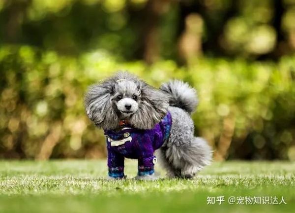 贵宾狗怎么养(贵宾犬怎么养才漂亮)