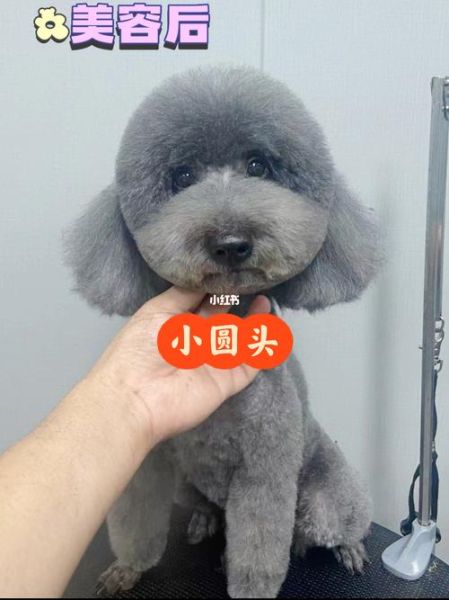 贵宾狗美容(适合家庭宠物吗)