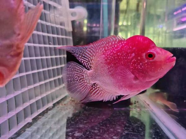 贼喜欢罗汉鱼论坛(它现在怎么样了)