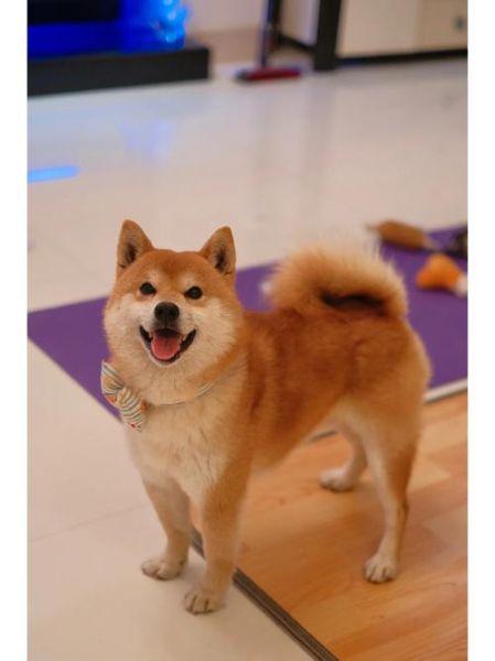 赛级犬(怎么才能让它参赛)
