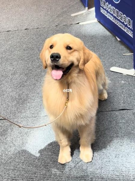 赛级金毛(它到底有什么与众不同)