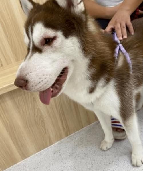赛维洛犬菌清(会不会伤狗狗)