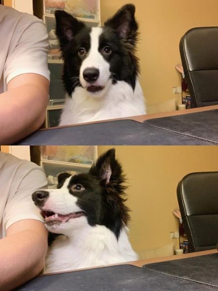赛维洛犬菌清(会不会伤狗狗)
