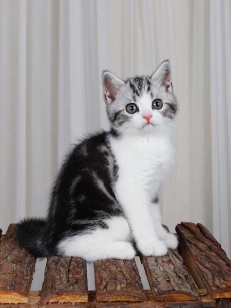 起司猫(它们是同一种猫吗)