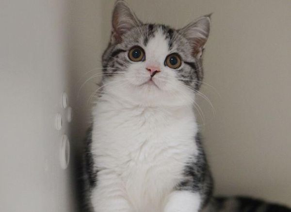 起司猫(它们是同一种猫吗)