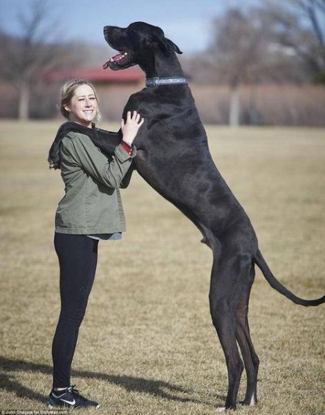 超大型犬(它们会陪伴我们多久)