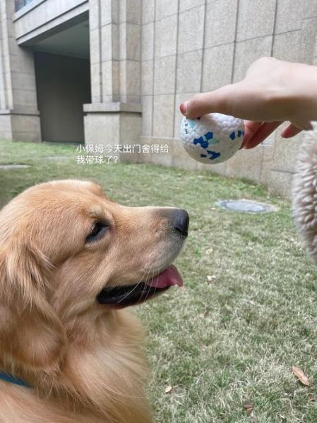 超大型犬(它们会陪伴我们多久)
